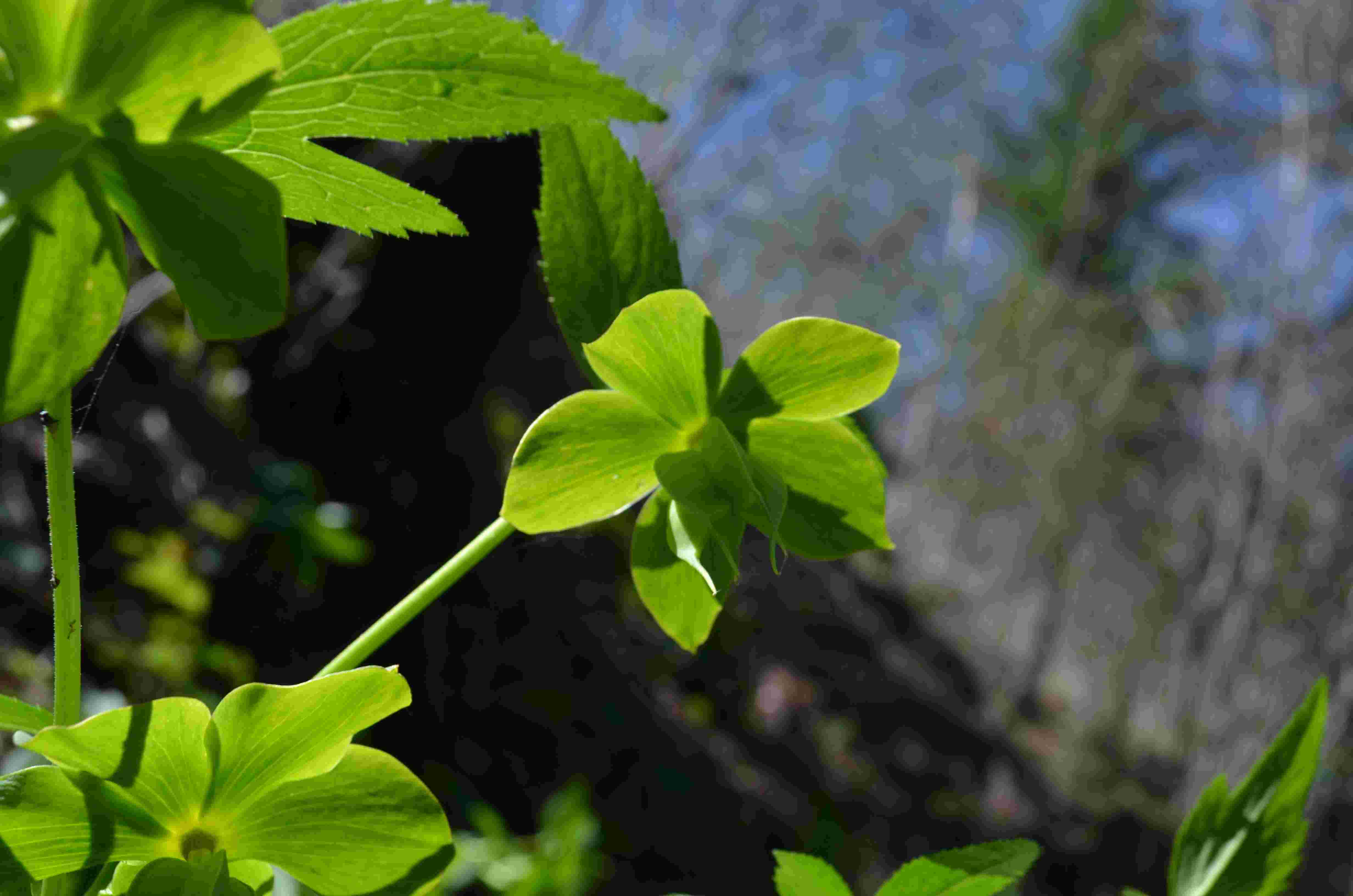 Helleborus cfr. viridis